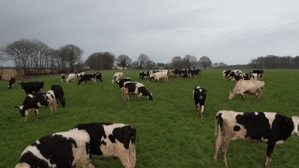 Climat : faut-il réduire le nombre de vaches en France pour diminuer les émissions de gaz à effet de serre ? (France 2)