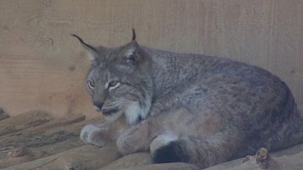 Biodiversité : le lynx, une espèce à protéger de toute urgence