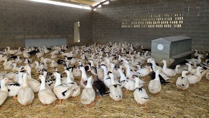 Un élevage de canards dans les Landes (Photo d'illustration).&nbsp; (RENAUD BIONDI-MAUGEY / RADIOFRANCE)