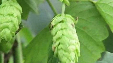 Nord : à la découverte du houblon