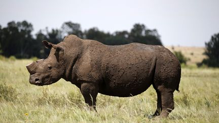 Un rhinocéros dont la corne a été coupée pour éviter qu'il soit tué par des braconniers&nbsp; (? SIPHIWE SIBEKO / REUTERS / X90069)