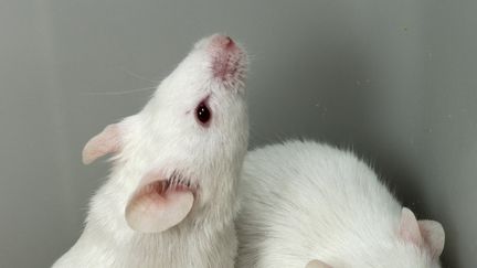 Un étudiant marseillais mange une souris lors d'une soirée étudiante. Photo d'illustration (LEEMAGE VIA AFP)