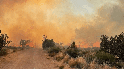 Incendies : aux États-Unis, la réserve nationale de Mojave dévorée par les flammes (franceinfo)