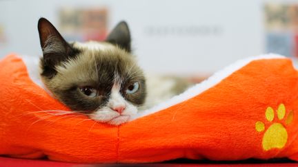 Grumpy cat, le 15 juillet 2014 à New-York, aux Etats-Unis. (JEMAL COUNTESS / GETTY IMAGES NORTH AMERICA / AFP)