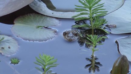 Grenouille à l'affut !&nbsp; (ISABELLE MORAND / RADIO FRANCE / FRANCE INFO)