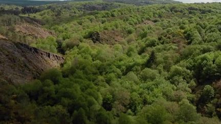 Bretagne : un week-end ensoleillé en forêt de Brocéliande