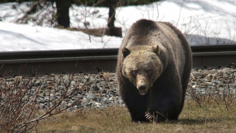 Canada Un Bebe Et Sa Mere Tues Par Un Grizzly Lors D Une Promenade En Foret Dans Le Yukon