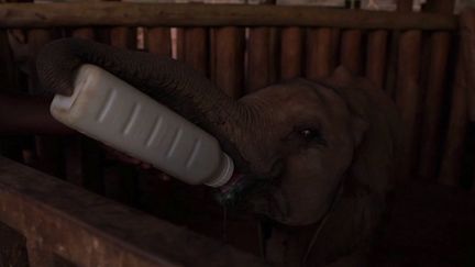 Au Kenya, des éléphanteaux sont recueillis et soignés par d'anciens bergers samburus, qui avaient jusqu'ici plutôt l'habitude de chasser les éléphants.&nbsp; (CAPTURE ECRAN FRANCE 2)