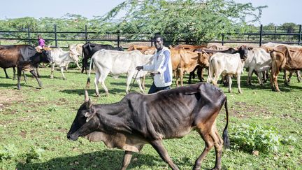 Un fermier malien vend l'unique vache qu'il lui reste alors que son troupeau a été décimé par la sécheresse, dans le comté d'Isiolo, le 3 mars 2021.&nbsp; (LAMBERT COLEMAN / HANS LUCAS / AFP)