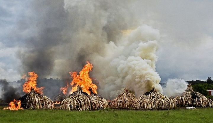 Destruction d'ivoire de contrebande le 30 avril 2016 à Naïrobi, au Kenya. (Photo AFP/Carl De Souza)