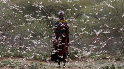 Mais Ambrose Ngetich, responsable de la lutte antiacridienne à Isiolo, au Kenya, déclare que les efforts de lutte contre les criquets doivent être encore intensifiés pour éviter les conflits. "Dans une région pastorale comme Isiolo, une invasion acridienne n’est pas seulement un problème économique, c’est aussi un problème de sécurité car la perte de pâturages due au criquet peut conduire à de graves conflits sur les ressources", dit-il sur SciDevNet.&nbsp; &nbsp; &nbsp; (BAZ RATNER / REUTERS)