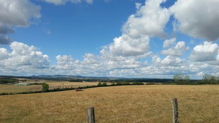 La sécheresse perturbe l'agriculture.&nbsp; (ANGELINE DEMUYNCK / FRANCE-BLEU SUD LORRAINE)