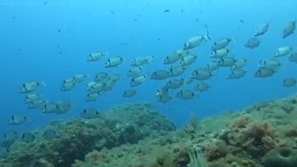 Des poissons dans le parc marin de la Côte Bleue. (franceinfo)