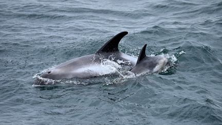 Des baleines nageant dans la baie de Faxafloi, en Islande, le 11 août 2022. (SERGEI GAPON / ANADOLU AGENCY / AFP)