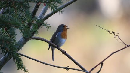 Rouge-gorge (Erithacus rubecula) en train de chanter, 18 décembre 2020. (NORBERT PACOREL / RADIO FRANCE)