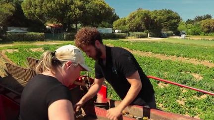 Alimentation : la pleine récolte des pommes de terres AOP de l’Île de Ré (FRANCE 2)