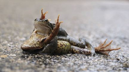 Bretagne : une initiative pour sauver les crapauds et les grenouilles