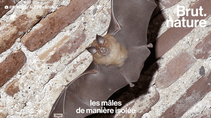 Dans ce refuge logent des centaines de chauves-souris. Julien Robert, chargé de mission chez Natura 2000, est responsable du lieu. Il nous le fait visiter.