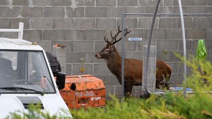 Un cerf réfugié dans un jardin à Pont-du-Château (Puy-de-Dôme), en octobre 2018. (MAXPPP)