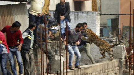 Un l&eacute;opard saute sur des personnes r&eacute;fugi&eacute;es sur un immeuble en construction &agrave; Meerut (Inde), le 23 f&eacute;vrier 2014. (REUTERS)