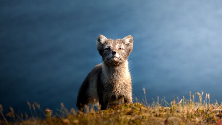 Rencontre marquante et pleine d'émotions avec un renard polaire dans l'Ouest de l'Islande. (PIERRE-ANTOINE GUILLOTEL)