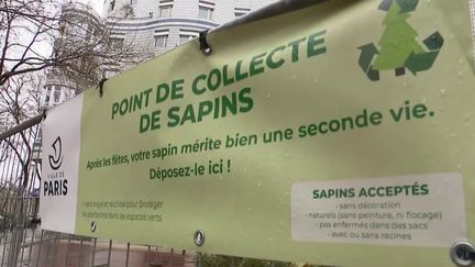 Noël : la seconde vie des sapins après les fêtes (Franceinfo)