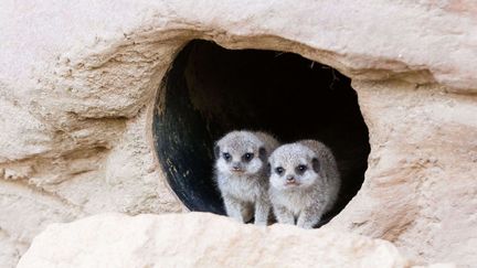 Des b&eacute;b&eacute;s suricates au zoo de Londres (Royaume-Uni), le 12 octobre 2012. (DAVE STEVENSON / REX / SIPA)