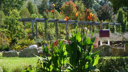 Le feuillage des cannas se prête bien aux jeux de lumière. (ISABELLE MORAND / RADIO FRANCE / FRANCE INFO)