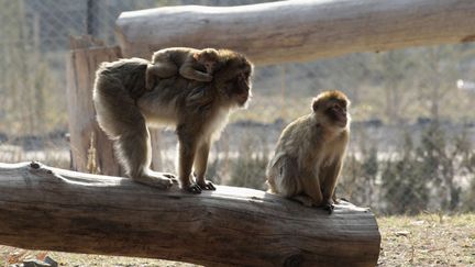 Quatorze nouveaux pensionnaires ont fait leur apparition dans un zoo géorgien, durement frappé lors des inondations de juin 2015