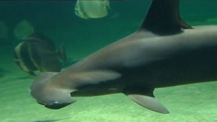 Le dernier des 30 requins-marteaux de l'aquarium de Boulogne-sur-Mer (Pas-de-Calais) est décédé cette semaine. Certains s'interrogent de plus en plus sur la présence de cette espèce fragile dans les aquariums. (FRANCE 2)