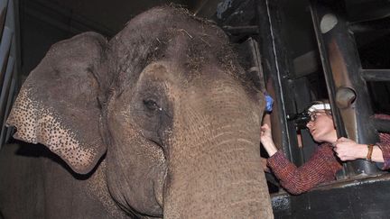 L'ophtalmologiste Anne-Marie Verbruggen examine l'&oelig;il bless&eacute; de Win Thida, au zoo Artis, &agrave; Amsterdam (Pays-Bas) le 24 janvier 2012. (AP / SIPA)