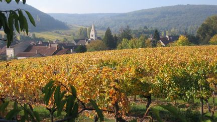 Viticulture en Bourgogne, juin 2009. (XAVIER COURNAULT / MAXPPP)