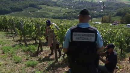 Agriculture : de plus en plus de vols de fruits et légumes dans les champs (France 2)