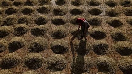 Inde, Etat de Karnataka, district de Chickmagalur, ferme Kumbrikhan, 9 janvier 2013
 (Reza)