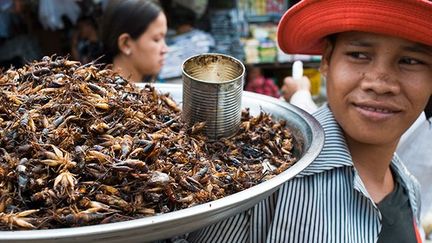 Les insectes peuvent être consommés entiers ou réduits en poudre ou en pâte et incorporés à d'autres aliments. Avant de les cuire, il faut vider leurs intestins.
 
Les animaux ne doivent pas être malades. Ils faut par ailleurs les capturer vivants et les traiter immédiatement, car ils pourrissent très vite. Les ailes, leurs exosquelettes et leurs intestins sont enlevés avant la cuisson. (AFP/GUIZIOU FRANCK)