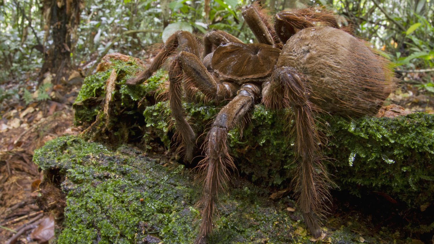 Un Entomologiste Raconte Ses Rencontres Avec La Plus Grande Araignee Du Monde