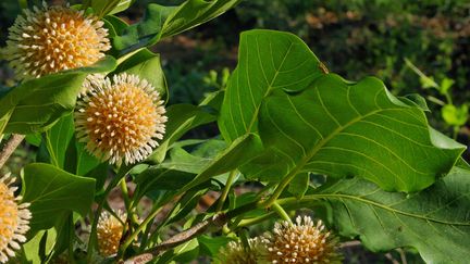 Nauclea orientalis (ou "p&ecirc;cher africain"), de la m&ecirc;me famille que&nbsp;Nauclea latifolia, l'arbuste antidouleur d&eacute;couvert au Cameroun par des chercheurs franco-camerounais. (TONY RODD/WIKIMEDIA COMMONS)