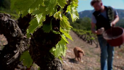 À Perpignan, des coquilles d'huîtres comme engrais pour les vignobles