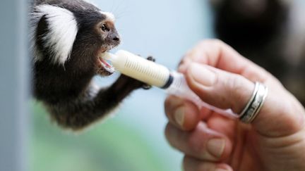 Un tamarin est nourri par un soigneur au zoo de la Palmyre &agrave; Les Mathes (Charente-Maritime), le 19 novembre 2013. ( REGIS DUVIGNAU / REUTERS)