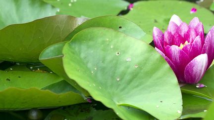 500 jardins ouverts exceptionnellement au "Rendez-vous aux jardins" 2014
 (Gregory YETCHMENIZA / MAXPPP)