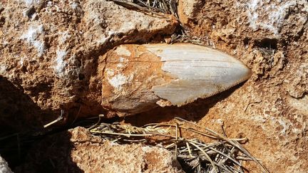 Dent fossilisée de mégalodon, ancêtre du requin blanc
 (Department of Biodiversity, Conservation and Attractions / AFP)