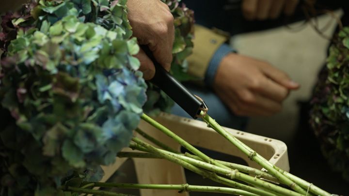 La&nbsp;tige d'hortensia a été équipée d'un traceur GPS.&nbsp; (ISABELLE MORAND / WINTERPROD / RADIO FRANCE / FRANCE INFO)