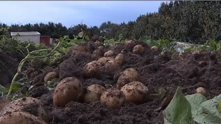 Noirmoutier : une île fière de sa pomme de terre d'excellence