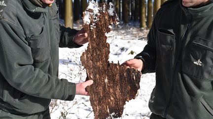 Environnement : les forêts face à un nouveau défi