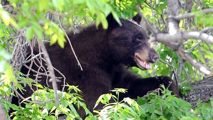 Un ours noir perch&eacute; dans un arbre, &agrave; Boulder, dans le Colorado (Etats-Unis), le 26 avril 2012. (CLIFF GRASSMICK / AP / SIPA)