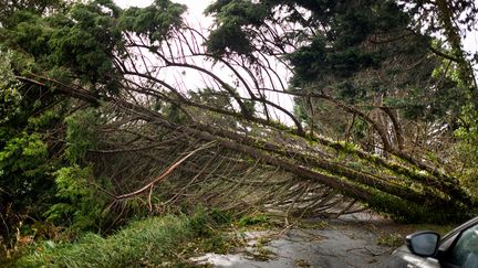 A tree blocks the road in Plobannalec-Lesconil in Finistère, November 2, 2023. (FRED TANNEAU / AFP)