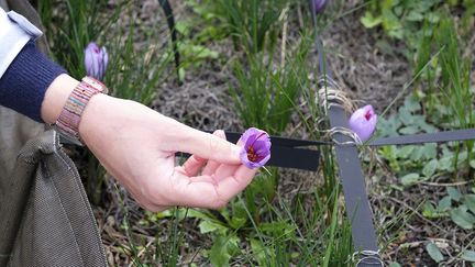 Le safran se récolte en octobre. Crocus sativus doit être cueilli tous les jours pour obtenir l'épice.&nbsp; (ISABELLE MORAND / DIDIER HIRSCH / RADIO FRANCE / FRANCE INFO)