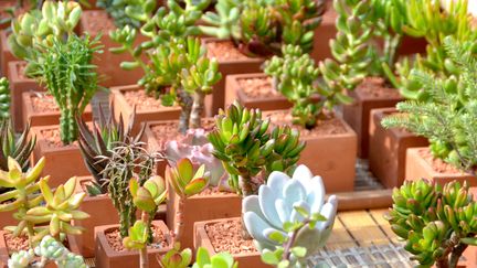 Il existe d'innombrables espèces et variétés de plante succulentes. (ISABELLE MORAND / RADIO FRANCE / FRANCE INFO)