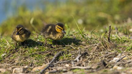 Des canetons au Crotoy, dans la Somme, le 22 janvier 2014. (STÉPHANE BOUILLAND / BIOSPHOTO / AFP)