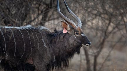 D’habitude, "nous descendons généralement sur la côte ou à l'étranger pour nos vacances, mais nous ne pouvons évidemment pas le faire en ce moment", précise un visiteur venu de Pretoria pour admirer les animaux du parc.&nbsp; &nbsp; &nbsp; (MICHELE SPATARI / AFP)